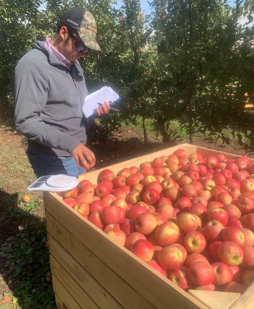 Evaluación de fruta en terreno